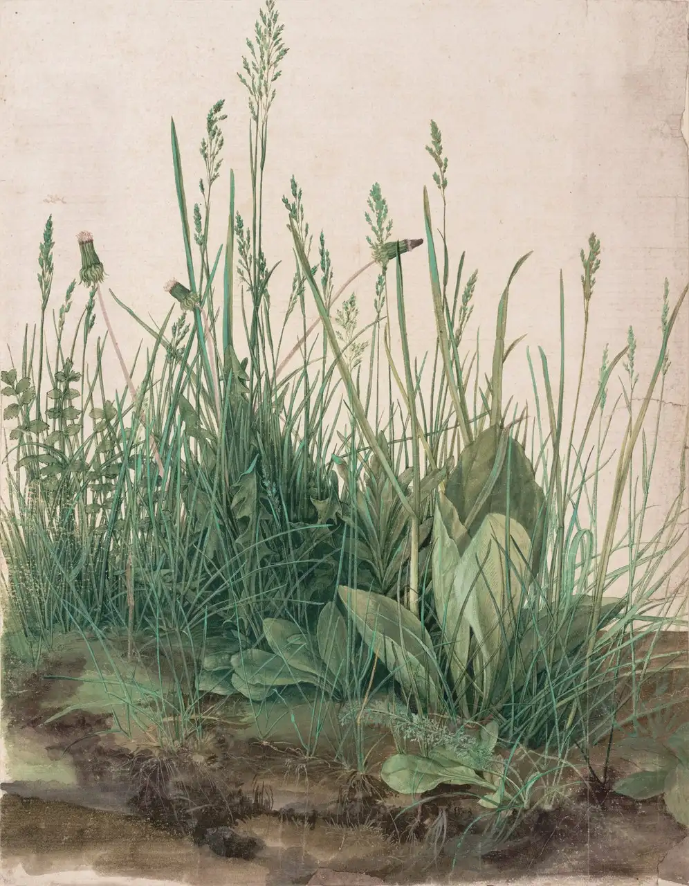 The Large Piece of Turf by Albrecht Dürer